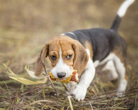 race de chien chasse animaux
