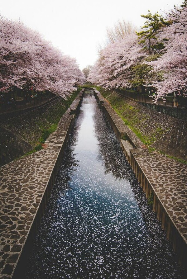 أشجار الكرز 