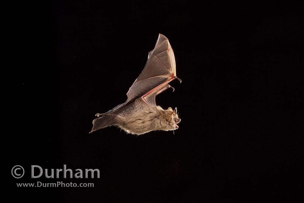 Tricolored bat (Perimyotis subflavus)