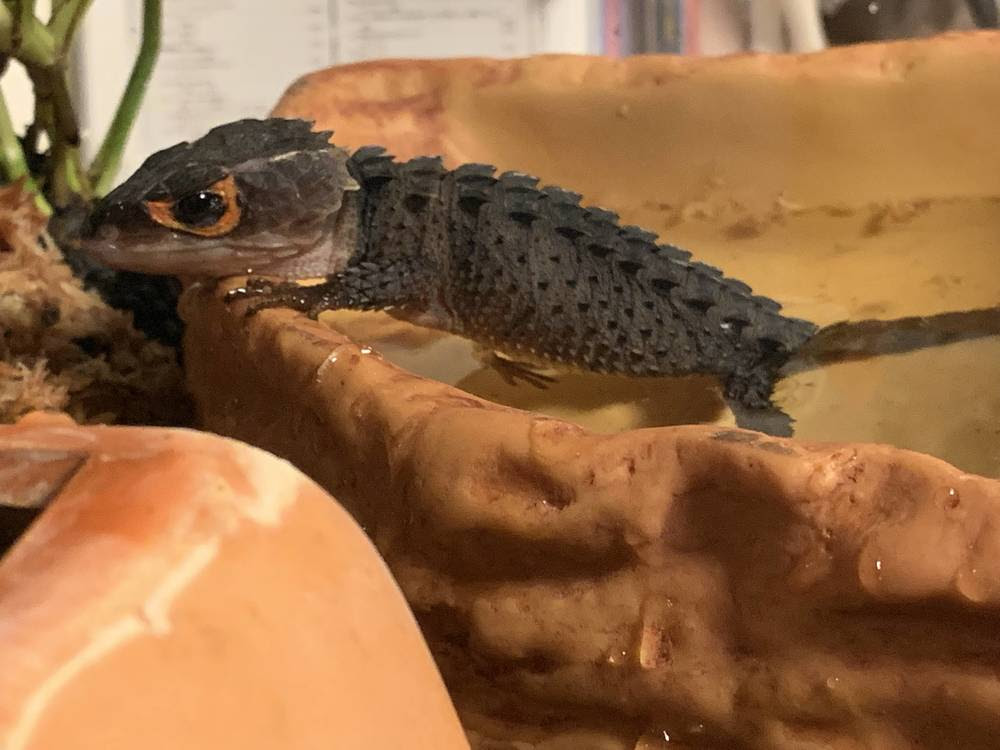 ドラゴンの飼育始めました 吉川和輝 子供から家族まで自然でおしゃれに残す人生の写真館 ライフスタジオ