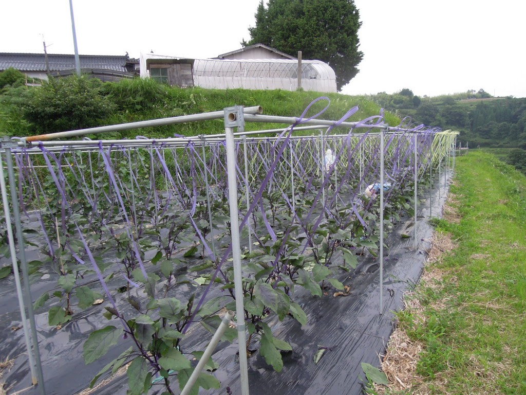 ナスの誘引 ひだまり農園