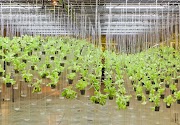 22+ Growing Hydroponic Plants