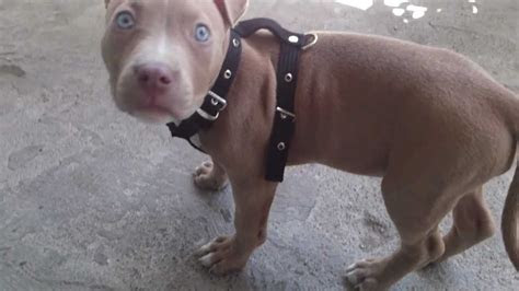 Pictured are just some of the people killed by fighting breed dogs in the us. Blue Fawn pitbull - YouTube