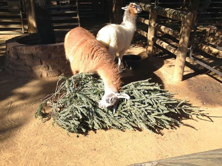 Funny animals of the week - 17 January 2014 (40 pics), llama gets Christmas tree