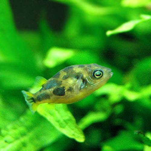 アベニーパファー 淡水フグ の飼育方法 水槽立ち上げ方法まとめ 製品選び 寿命 体長 繁殖 水温 代表的な種類など 丨 Aqua Data アクアデータ