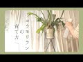 画像 ビカクシダ 育て 方 635497-ビカクシダ 育て方 ふゆ きおん