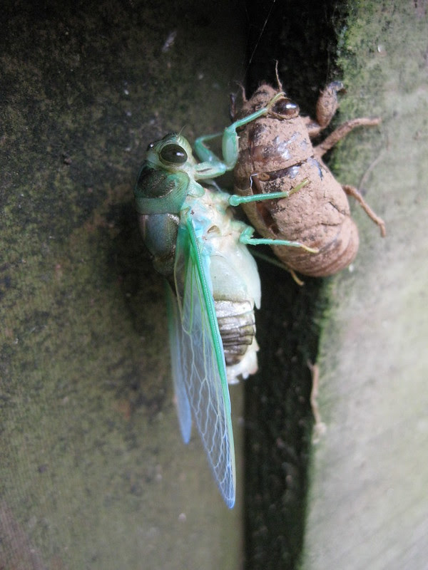 cicada no. 4
