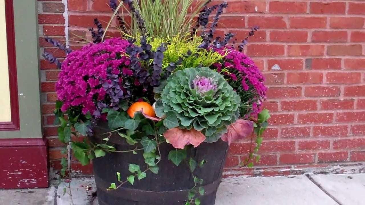 hardy mums for sale home depot - If youre a gardener who craves pure splashes of single colors