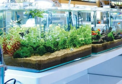 開店以来水換え作業な 熱帯魚 水草 帯広 環境ホタル塾 ブログ 帯広なびブログ