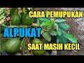 cara Budidaya Tanaman Alpukat dan Perawatannya