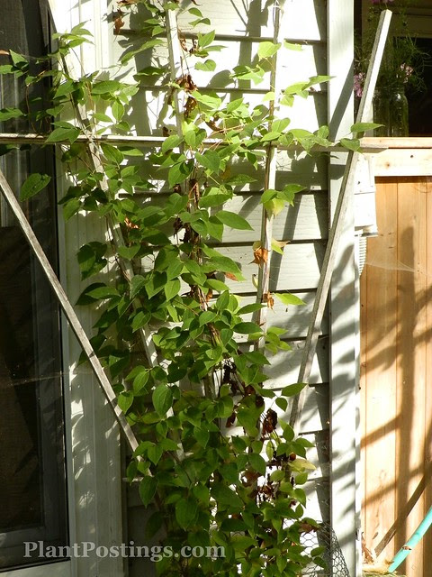 clematis1