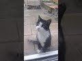 √ Téléchargement gratuit! chat noir et blanc race 216243-Race chat noir et blanc