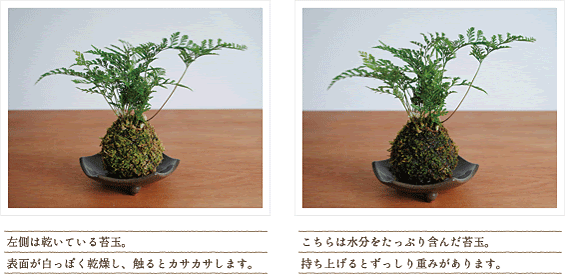 苔玉の育て方 Flowershop 楓