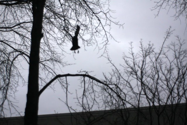 crow