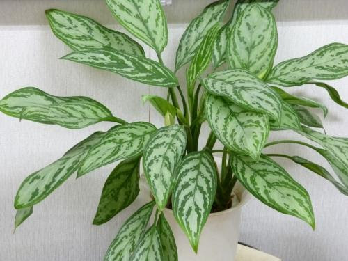アソシエート花便り 観葉植物の花 豊島区 池袋の賃貸不動産物件情報