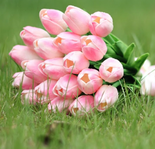 Arti dan Makna Bunga  Tulip  Berdasarkan Warna BibitBunga com