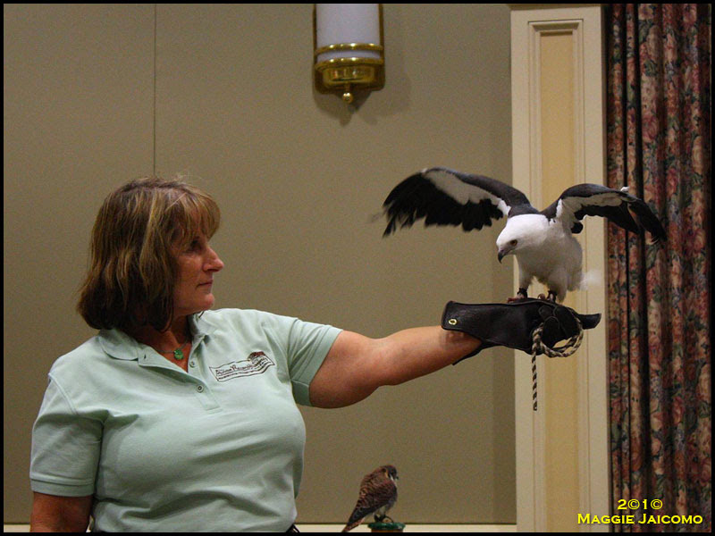 Swallow-tail Kite