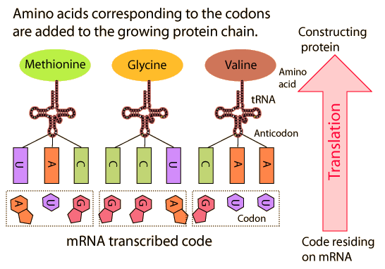 Translation Or Protein Synthesis