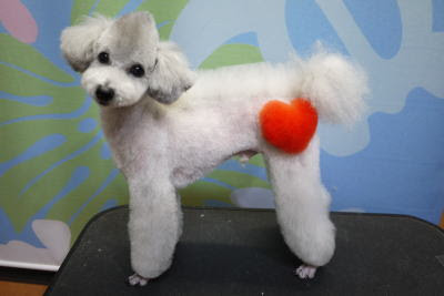 トイプードルの大吉のデザインカット A Happy Dog Life