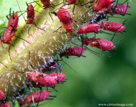 Learn more about edible bugs and their nutritio. Suborder Sternorrhyncha - Aphids, scales, mealybugs, and