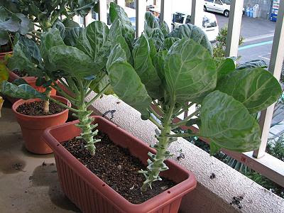 芽キャベツの散髪 ベランダ家庭菜園