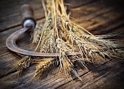 Top Reap Harvest, Most Searching!