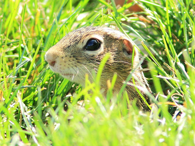Ground Squirrel 2-20130815