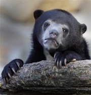 Terpopuler 55+ Sad Bear Meme