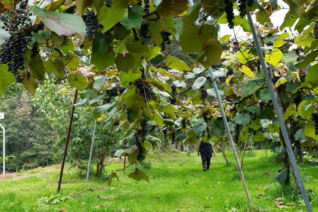 募集 山ぶどう狩り園 開園式ツアー 野田村通信ブログ