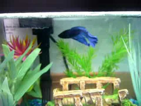 betta fin rot. Big Blue - Before Fin Rot