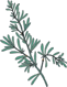 Rosemary
