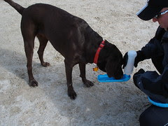 Stopping for a drink