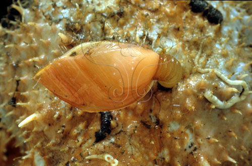 標題 杖花茗荷 Poecilasma Litum