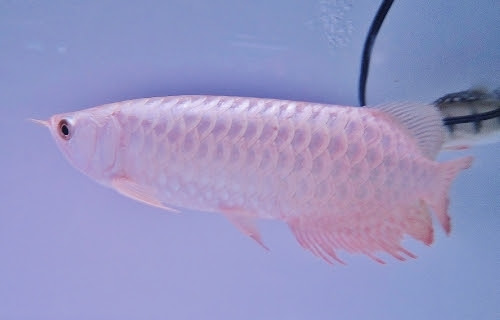 今まで平和だったアロワナの混泳も朝起きるとこれですよ アジアアロワナ飼育ブログ 貧乏なアロワニア 楽天ブログ 楽天ブログ
