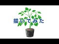【ベストコレクション】 ミニトマト イラスト 苗 251806