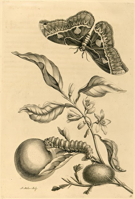 18th century book engraving of insects