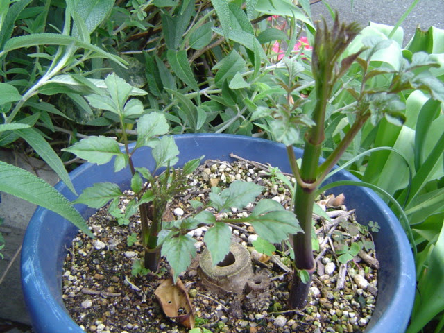 皇帝ダリアの植え替え 楽しいガーデニング