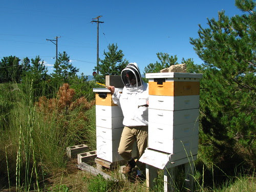 Beekeeper's Assistant