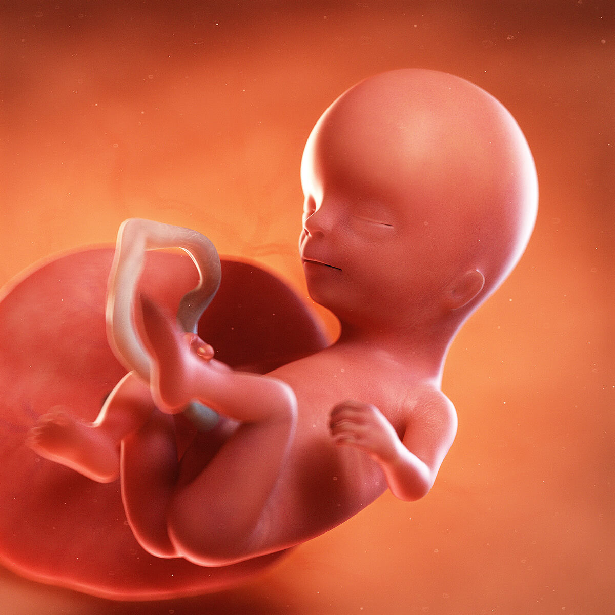 14 Weeks Pregnant Baby Development Symptoms Signs Week By Week
