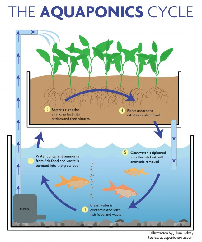 aquaponics nano fish plants tank
