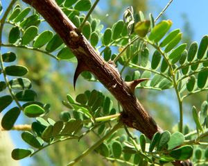 صورة