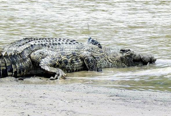 Pesara maut dibaham buaya di Lahad Datu