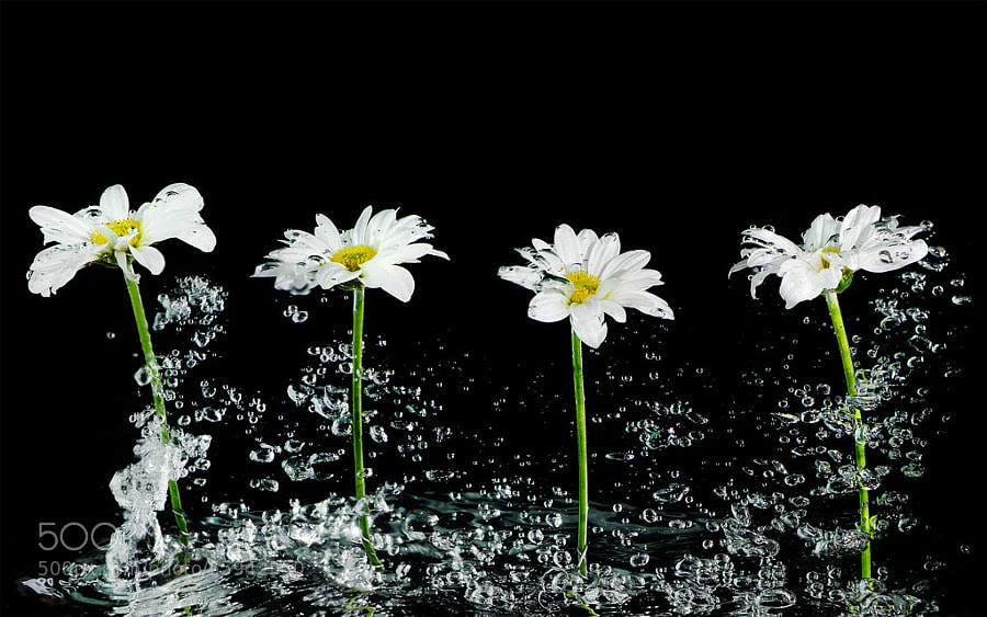 Photograph Water daisy by chimkudo on 500px