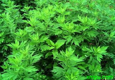 蕲艾图片 蕲艾种植 蕲艾种类 动植物网