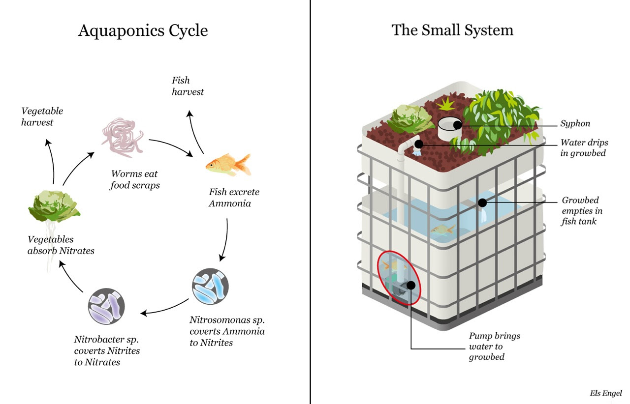 Aquaponics Diagram Diy, Aquaponics, Free Engine Image For ...