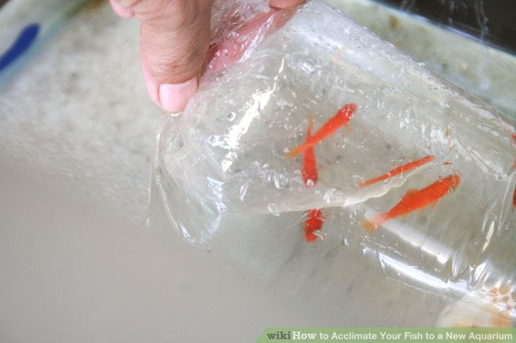 Acclimate Your Fish to a New Aquarium Step 3.jpg