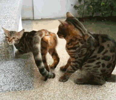 Reproduction Accouplement Copulation Ou Coit Chez Le Chat Recherche Du Partenaire Et Comportement Precopulatoire