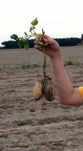 Patate
