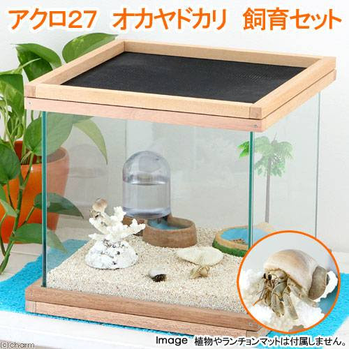 ヤドカリの飼育 貝の引越しをしてヤドカリがカッコよくなりました アクアリウム野郎
