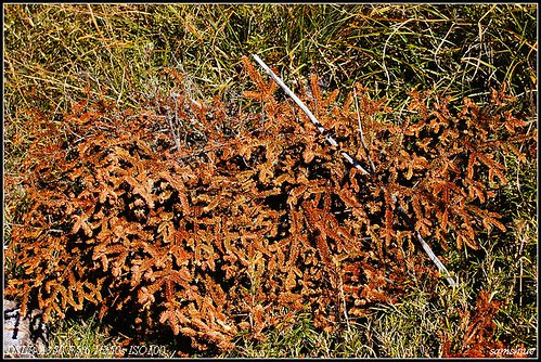 DSC06310_nEO_IMG